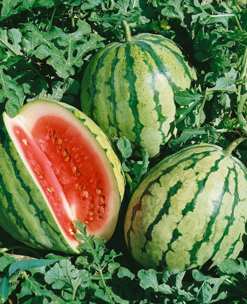 DIXIE QUEEN WATERMELON 900MG