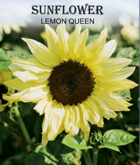LEMON QUEEN SUNFLOWER 1GR