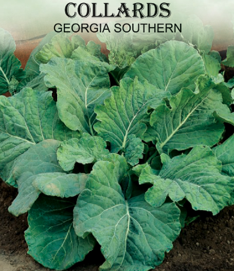 GA SOUTHERN COLLARD 3GR