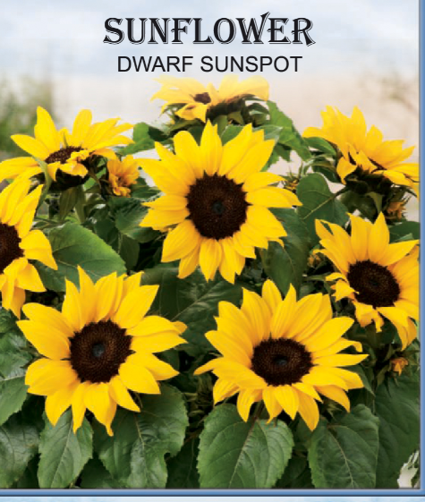 DWARF SUNSPOT SUNFLOWER 700MG