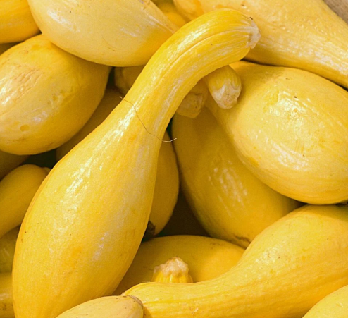 STRAIGHTNECK SQUASH 4GR