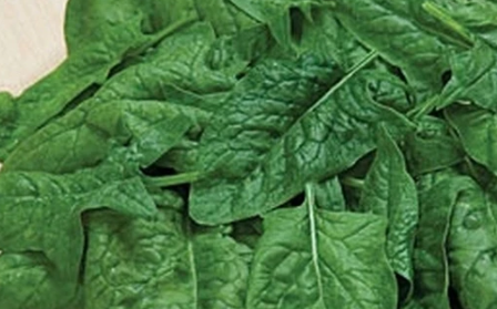 MELODY HYBRID SPINACH 1.5GR