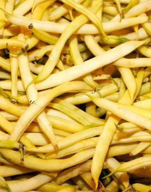 TOP NOTCH GOLDEN WAX BUSH BEAN