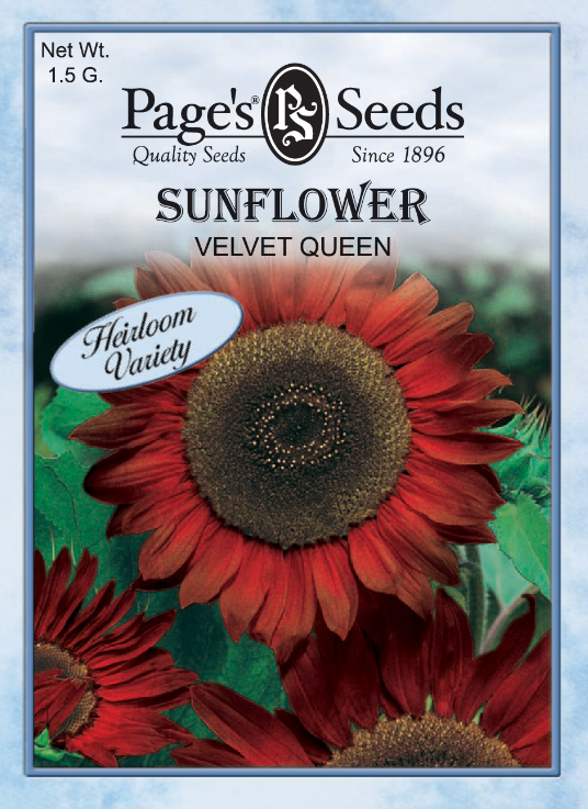 VELVET QUEEN SUNFLOWER 1.5GR