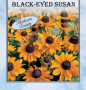 BLACK-EYED SUSAN 350MG