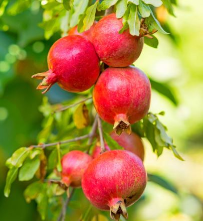 FT77 - POMEGRANATE TREE