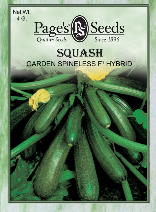 SPINELESS F1 HYBRID SQUASH 4GR