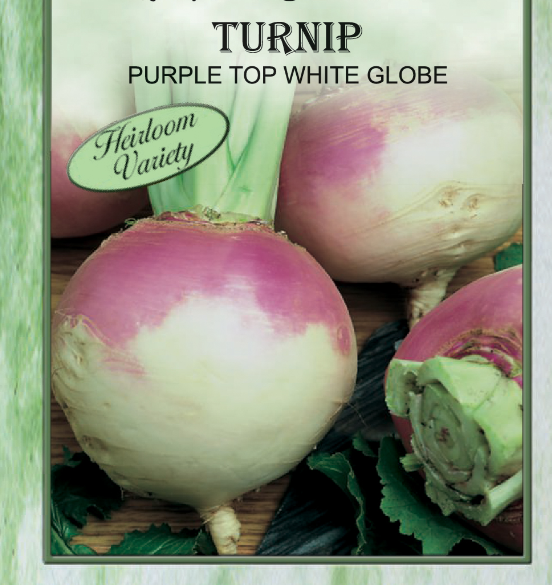 PURPLE TOP WHITE GLOBE TURNIP