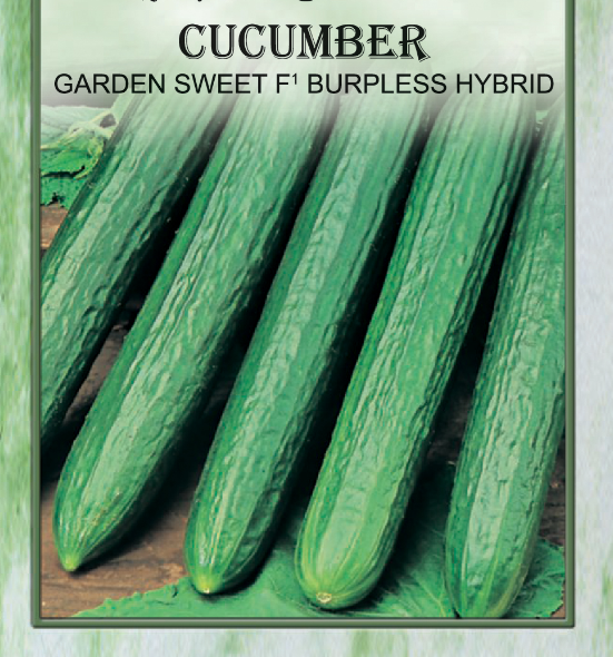 F1 BURPLESS HYBRID CUCUMBER
