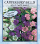 BELLFLOWER CANTERBURY BELLS
