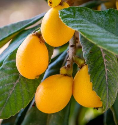 FT78 JAPANESE PLUM TREE