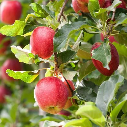 FT79- RED DELICIOUS APPLE TREE