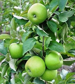 FT80 - GRANNY SMITH APPLE TREE