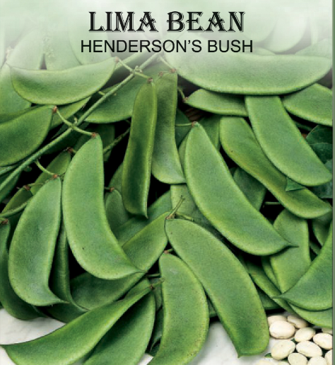 HENDERSON'S BUSH LIMA BEAN 6.5GR