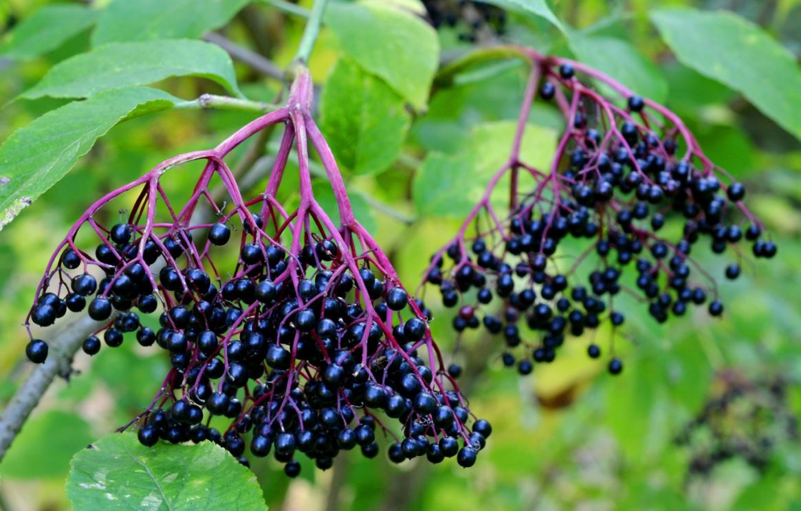 FT81- ELDERBERRY TREE