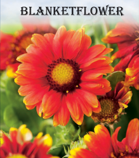 BLANKETFLOWER 150MG