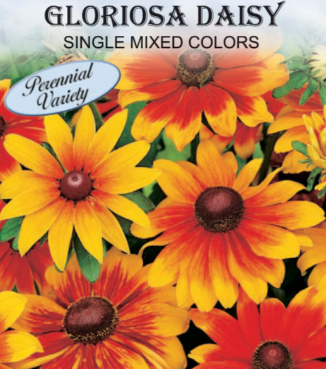 MIXED COLORS GLORIOSA DAISY