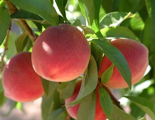 FT82- FLORIDA KING PEACH