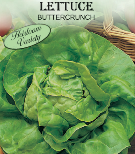 BUTTERCRUNCH BUTTERHEAD LETTUCE