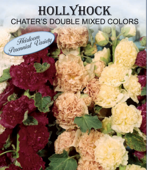 CHATER'S DOUBLE HOLLYHOCK 550M