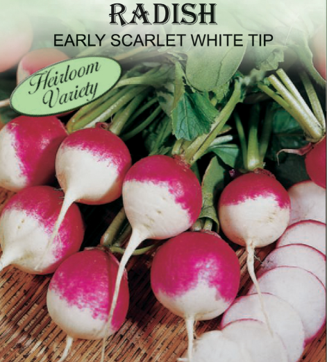 EARLY SCARLET GLOBE RADISH 1.5GR