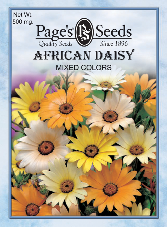 MIXED COLORS AFRICAN DAISY 500MG
