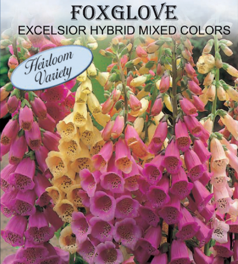 MIXED COLORS FOXGLOVE 400MG