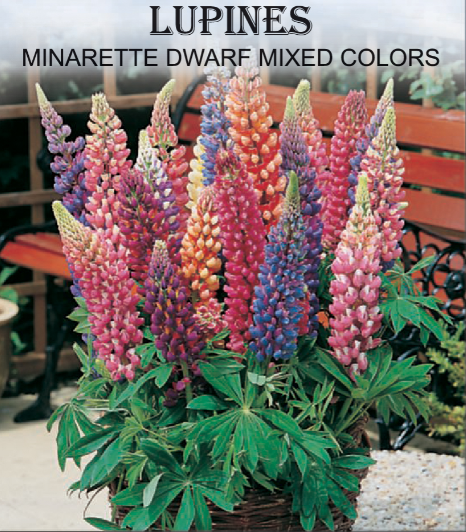 MINARETTE DWARF LUPINE 900MG