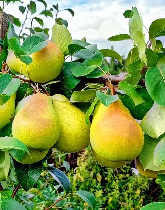 FT83- BALDWIN PEAR TREE