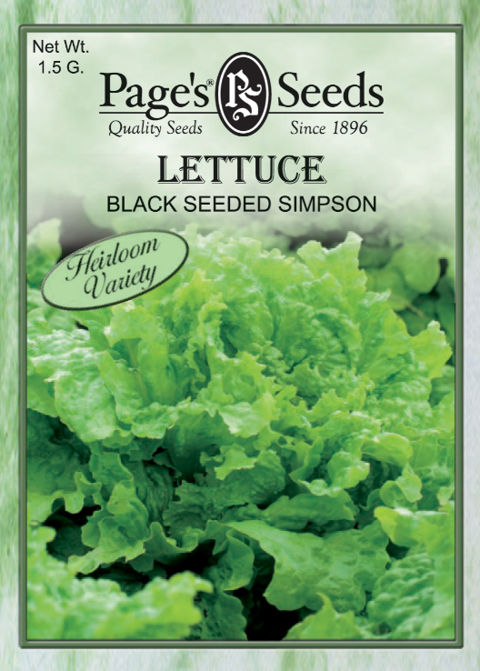 BLACK SEEDED SIMPSON LETTUCE 1.5