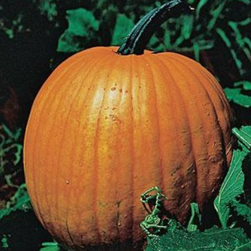 CONNETICUT FIELD PUMPKIN 1GR