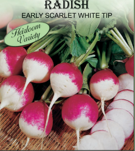 SPARKLER WHITE TIP RADISH 1.5G