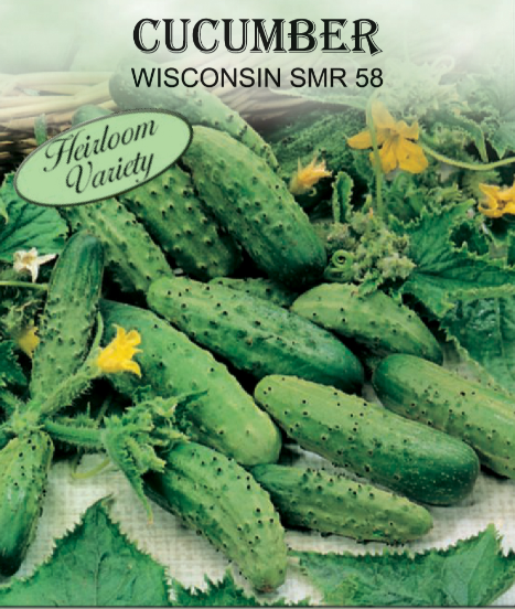 WISCONSIN SMR 58 CUCUMBER 1GR