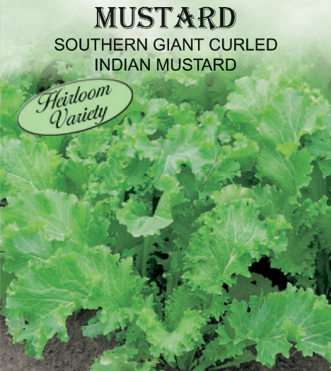 SOUTHERN GIANT CURLED MUSTARD