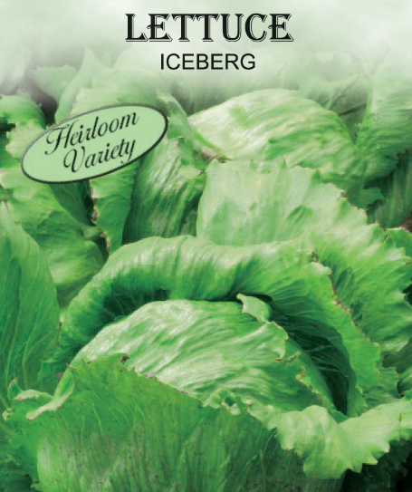ICEBERG HEAD LETTUCE 450MG