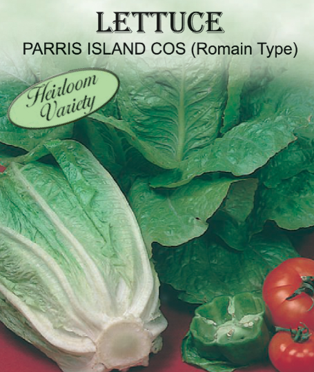 DK GREEN COS ROMAINE LETTUCE