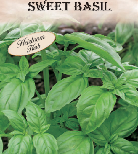 SWEET BASIL ANNUAL HERB 350MG