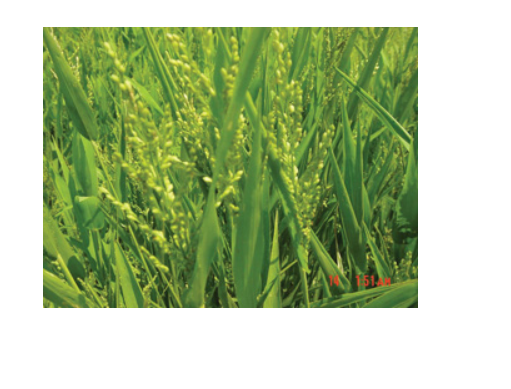 BROWN TOP MILLET SEED 50LB