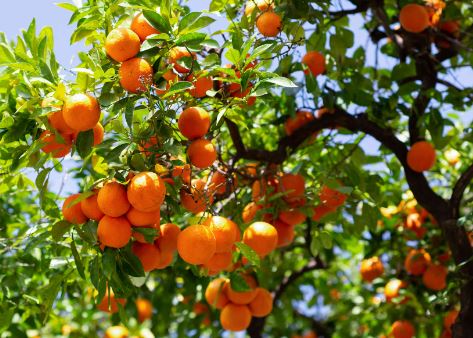 FT84- SATSUMA ORANGE TREE