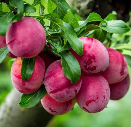 FT85-  AU ROSA PLUM TREE