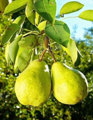 FT86-  FLORDAHOME PEAR TREE