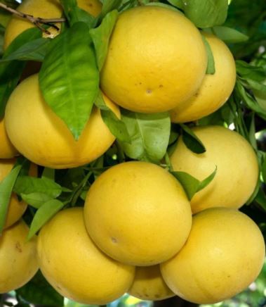 FT87- GRAPEFRUIT TREE