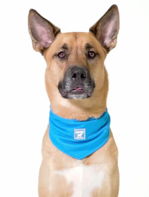 BLUE COOLING DOG BANDANA LRG
