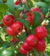 FT88- MAYHAW FRUIT TREE