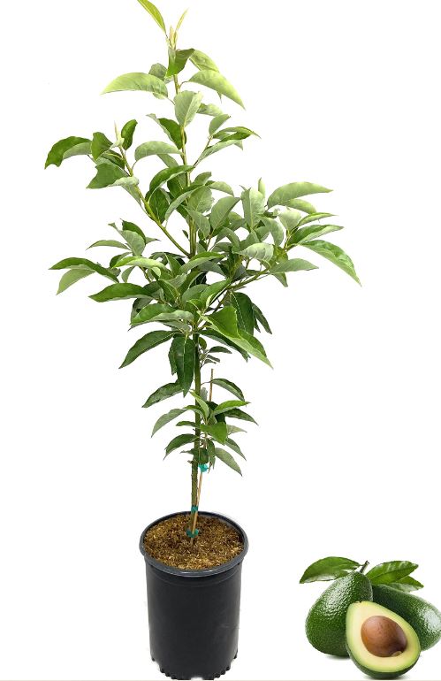 FT89- AVOCADO TREE