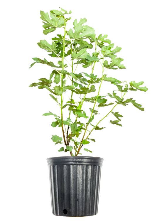 FT90 - BLACK MISSION FIG