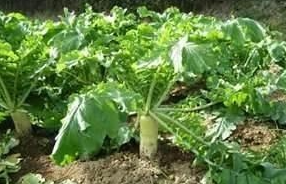 DAIKON RADISH SEED  5LB