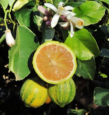 FT91 - PINK LEMON TREE