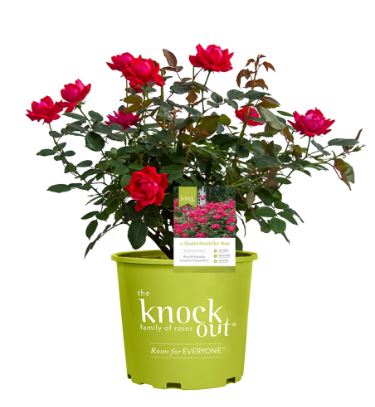 ROS31 KNOCKOUT ROSE 3 GAL