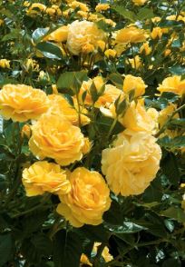 ROS32 JULIA CHILD ROSE 3 GAL